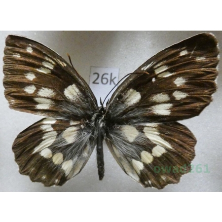Melanargia galathea ssp. magdalenae Reichl, 1975 Italia26k